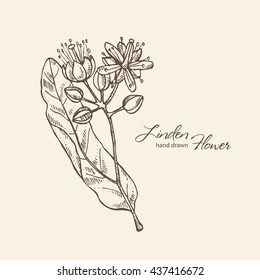 Background with linden flower . hand drawn