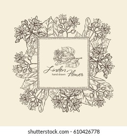 Background with linden flower . hand drawn.