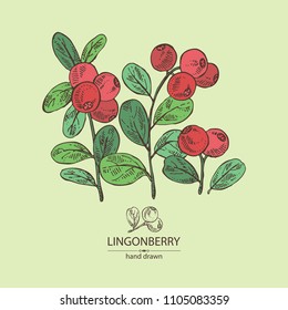 Background with lingonberries: and branch of lingonberries and leaves. Vector hand drawn illustration