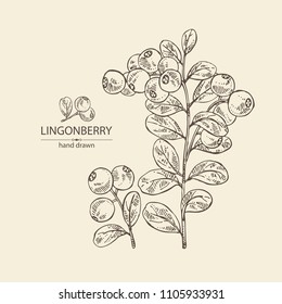 Background with lingonberries: and branch of lingonberries and leaves. Vector hand drawn illustration