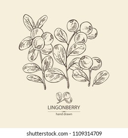 Background with lingonberries: and branch of lingonberries and leaves. Vector hand drawn illustration