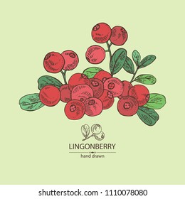 Background with lingonberries: and branch of lingonberries and leaves. Vector hand drawn illustration