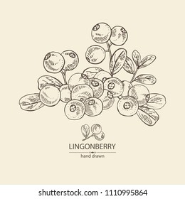 Background with lingonberries: and branch of lingonberries and leaves. Vector hand drawn illustration