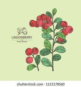 Antecedentes con lingoneras: y ramas de lingotes y hojas. Ilustración dibujada a mano por el vector