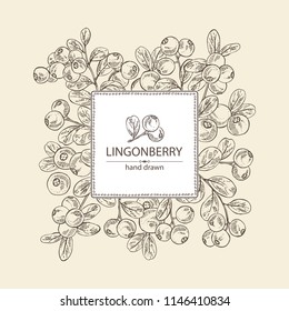 Background with lingonberries: and branch of lingonberries and leaves. Vector hand drawn illustration