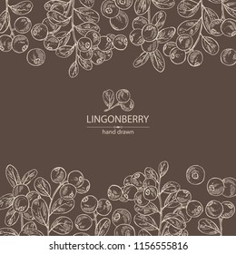 Background with lingonberries: and branch of lingonberries and leaves. Vector hand drawn illustration