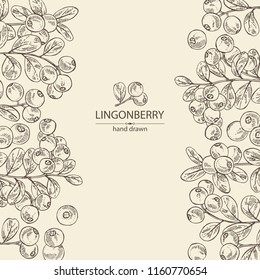 Background with lingonberries: and branch of lingonberries and leaves. Vector hand drawn illustration
