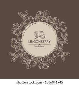 Background with lingonberries: and branch of lingonberries and leaves. Vector hand drawn illustration