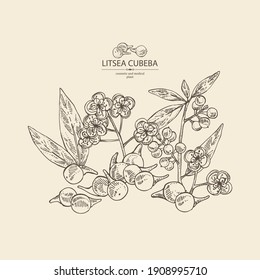 Antecedentes con litsea cubeba: plantas, flores y bayas de limonada. Planta cosmética y médica. Ilustración dibujada a mano por el vector