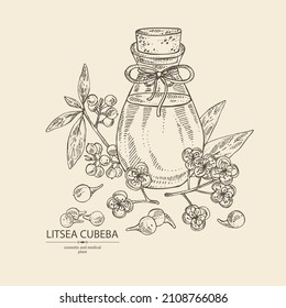 Antecedentes con litsea cubeba: planta, flores, bayas de cubeba de litsea y botella de aceite esencial de litsea cubeba. Cosmética, perfumería y planta médica. Ilustración de vectores a mano