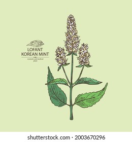 Background with lofant: lofant plant, leaves and korean mint flowers. Wrinkle gaint hyssop. Cosmetic and medical plant. Vector hand drawn illustration