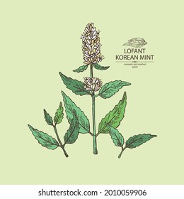 Background with lofant: lofant plant, leaves and korean mint flowers. Wrinkle gaint hyssop. Cosmetic and medical plant. Vector hand drawn illustration