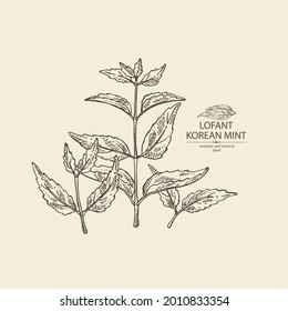 Background with lofant: lofant plant, leaves and korean mint flowers. Wrinkle gaint hyssop. Cosmetic and medical plant. Vector hand drawn illustration