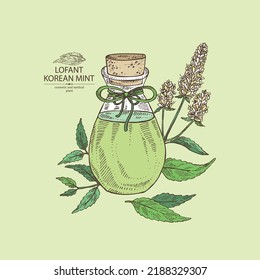 Background with lofant: lofant plant, leaves, korean mint flowers and bottle of lofant essential oil. Wrinkle gaint hyssop. Cosmetic, perfumery and medical plant