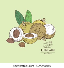 Background with longan: fruit and longan slice. Vector hand drawn illustration. 