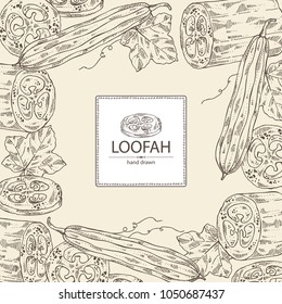 Background of loofan, natural sponge: loofan sponge, fruit and leaves. Vector hand drawn illustration.