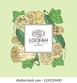 Fondo de loofan, esponja natural: loofan esponja, fruta y hojas. Vector dibujado a mano ilustración.