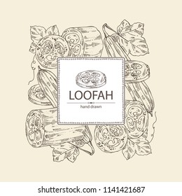 Background of loofan, natural sponge: loofan sponge, fruit and leaves. Vector hand drawn illustration.