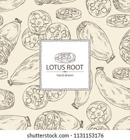 Background with lotus root: root and piece of lotus root. Vector hand drawn illustration.