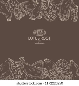 Background with lotus root: root and piece of lotus root. Vector hand drawn illustration.