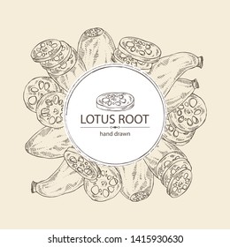 Background with lotus root: root and piece of lotus root. Vector hand drawn illustration.