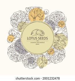 Background with lotus: lotus seed and fruits. Cosmetic and medical plant. Vector hand drawn illustration. Vector hand drawn illustration.