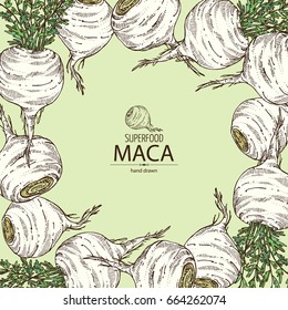 Background with Maca Peruvian. Super food. Vector hand drawn illustration