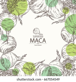 Background with Maca Peruvian. Super food. Vector hand drawn illustration.