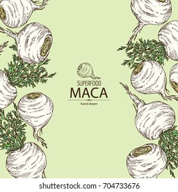 Background with Maca Peruvian. Super food. Vector hand drawn illustration.