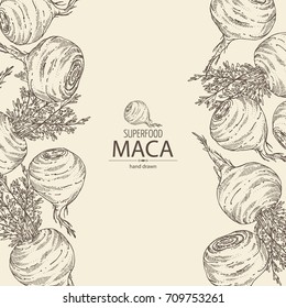 Background with Maca Peruvian. Super food. Vector hand drawn illustration.