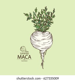 Background with Maca Peruvian. Superfood. Hand drawn