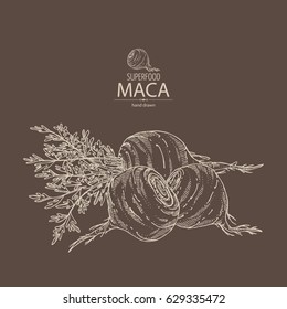 Background with Maca Peruvian. Superfood. Hand drawn