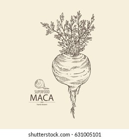 Background with Maca Peruvian. Superfood. Hand drawn