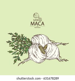 Background with Maca Peruvian. Superfood. Hand drawn