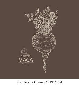 Background with Maca Peruvian. Superfood. Hand drawn.