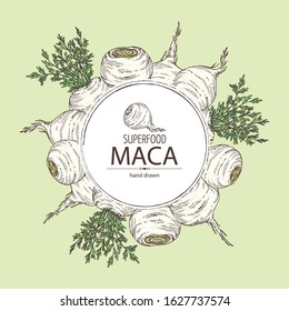 Background with Maca Peruvian. Superfood. Vector hand drawn illustration