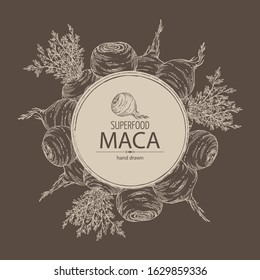 Background with Maca Peruvian. Superfood. Vector hand drawn illustration