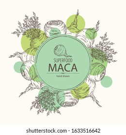 Background with Maca Peruvian. Superfood. Vector hand drawn illustration