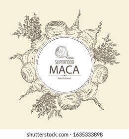 Background with Maca Peruvian. Superfood. Vector hand drawn illustration