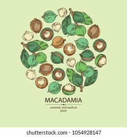 Background with macadamia: branch, leaves and macadamia nuts. Cosmetic and medical plant. Vector hand drawn illustration. 