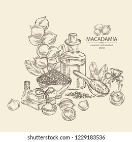 Background with macadamia: branch, leaves, macadamia nuts, soap and bath salt . Cosmetic and medical plant. Vector hand drawn illustration. 