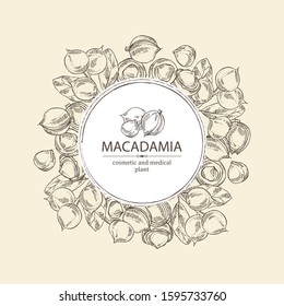 Background with macadamia: branch, leaves and macadamia nuts. Cosmetic and medical plant. Vector hand drawn illustration. 