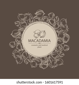 Background with macadamia: branch, leaves and macadamia nuts. Cosmetic and medical plant. Vector hand drawn illustration. 