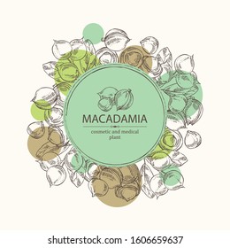 Background with macadamia: branch, leaves and macadamia nuts. Cosmetic and medical plant. Vector hand drawn illustration. 
