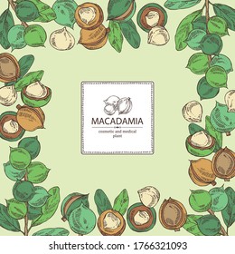 Background with macadamia: branch, leaves and macadamia nuts. Cosmetic and medical plant. Vector hand drawn illustration. 