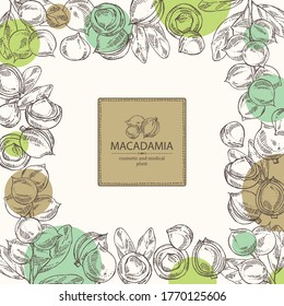 Background with macadamia: branch, leaves and macadamia nuts. Cosmetic and medical plant. Vector hand drawn illustration. 