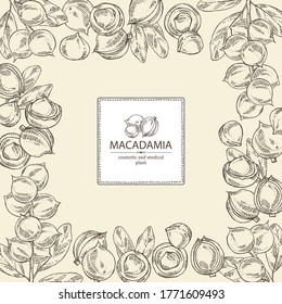 Background with macadamia: branch, leaves and macadamia nuts. Cosmetic and medical plant. Vector hand drawn illustration. 