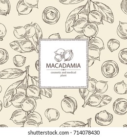 Background with macadamia: branch, leaves and macadamia nuts. Cosmetic and medical plant. Vector hand drawn illustration. 