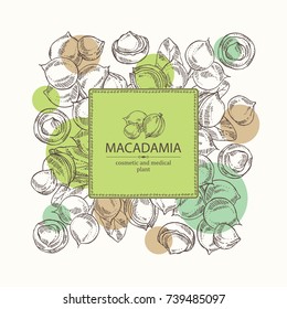 Background with macadamia: branch, leaves and macadamia nuts. Cosmetic and medical plant. Vector hand drawn illustration. 