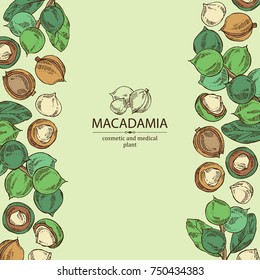 Background with macadamia: branch, leaves and macadamia nuts. Cosmetic and medical plant. Vector hand drawn illustration. 